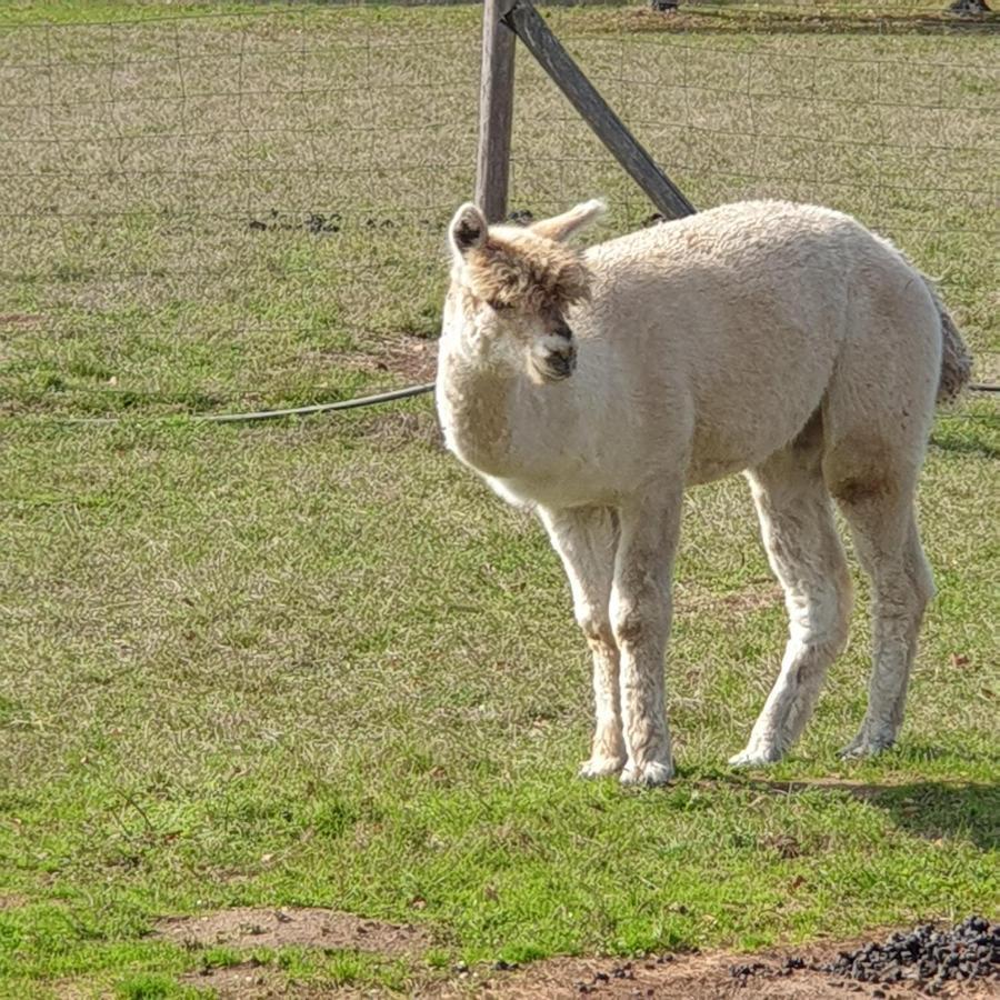 The Alpaca B&B Chalais  Exterior photo